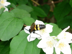 Megascolia maculata flavifrons