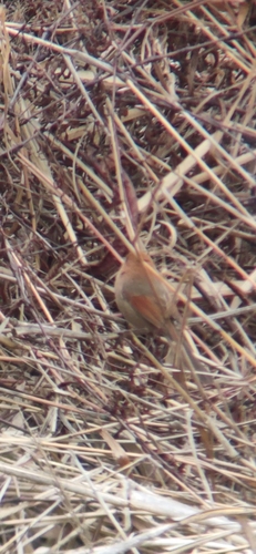 Vinous-throated Parrotbill