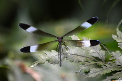 Psolodesmus mandarinus mandarinus