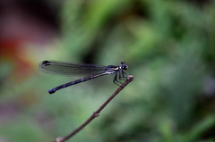 Bayadera brevicauda