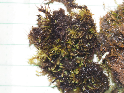 Solenostoma exsertum, 2024-06-18