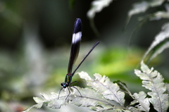 Psolodesmus mandarinus mandarinus