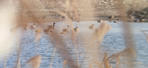 Mallard