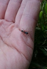 Leptorchestes berolinensis