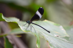 Psolodesmus mandarinus mandarinus