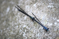 Bayadera brevicauda