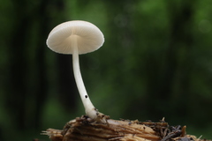 Pluteus semibulbosus