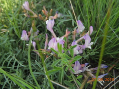 Astragalus stenoceras