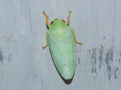 Iassinae