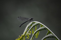Bayadera brevicauda