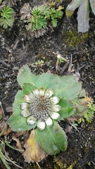 Eryngium humile