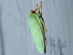 Iassinae