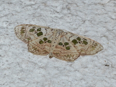 Scopula dentilinea