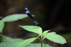 Psolodesmus mandarinus mandarinus