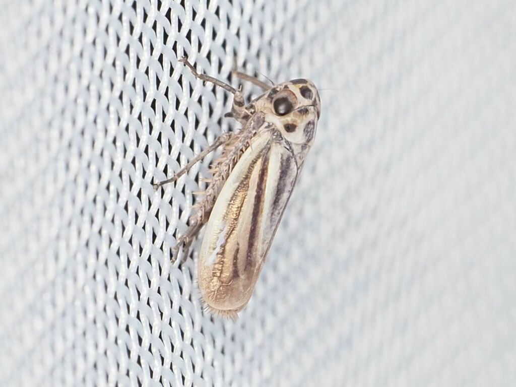 Stictocoris picturatus