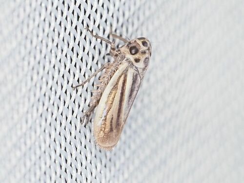 Stictocoris picturatus