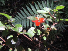 Coprosma colensoi
