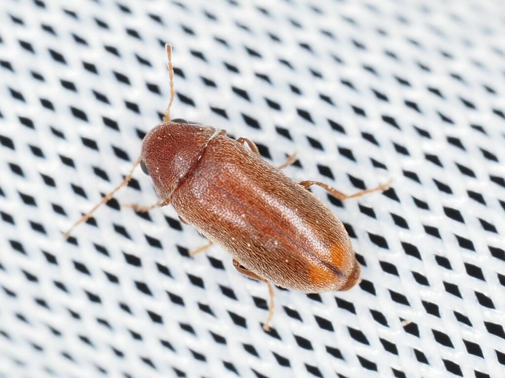 Ernobius pini
