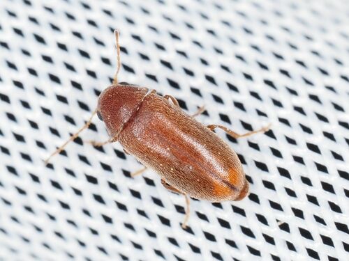 Ernobius pini