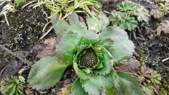 Eryngium humile