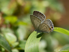 Catochrysops panormus