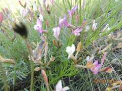 Astragalus stenoceras