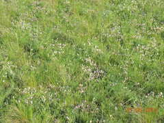 Astragalus stenoceras