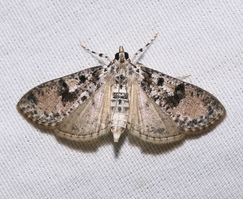 Splendid Palpita Moth photo 3
