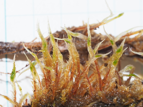Aptychella hawaiica