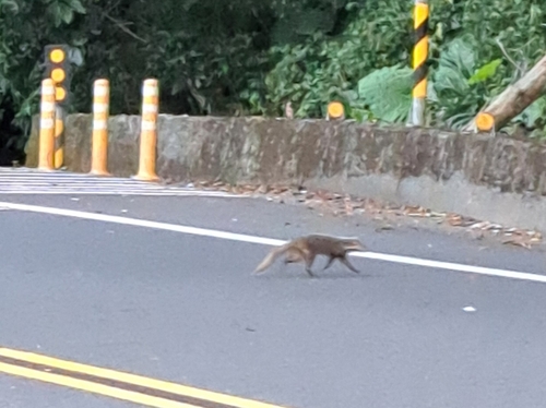 Crab-eating Mongoose