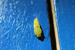 Marpesia petreus