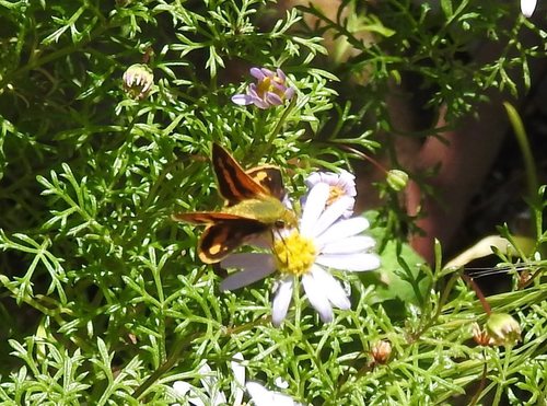 Dark Grass-dart