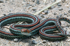 Thamnophis sirtalis tetrataenia