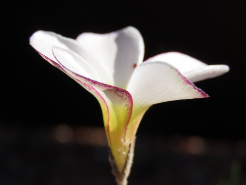 Oxalis argyrophylla (Oxalis argyrophylla)