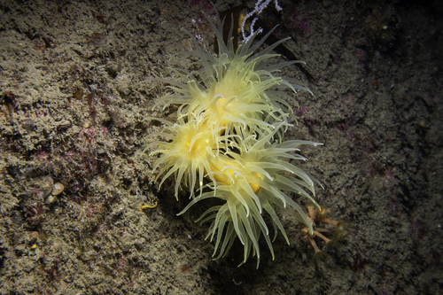 yellow tree coral