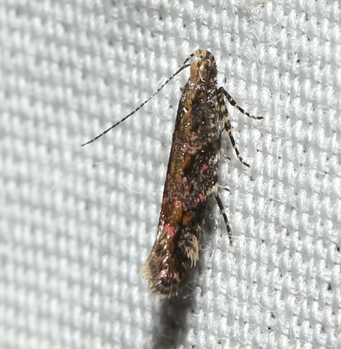 Ruby Aristotelia Moth photo 6