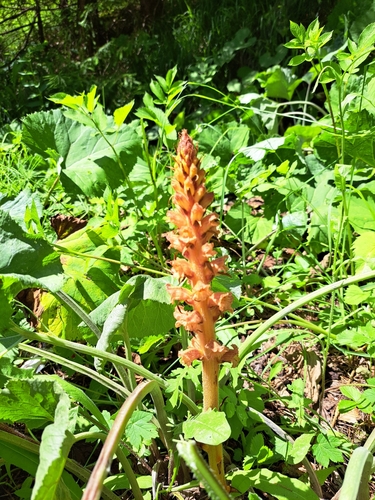 Image of Orobanche flava by no rights reserved