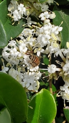 Apis mellifera