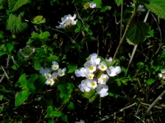 Lantana velutina