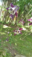 Aquilegia vulgaris