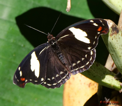 Catonephele numilia penthia