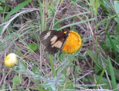 Acraea cabira