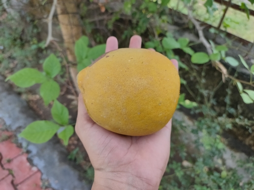 bengal quince