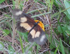 Acraea cabira