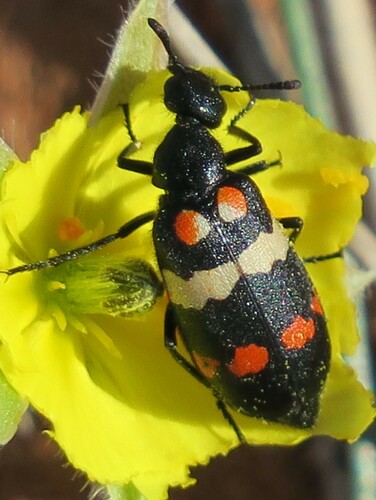 Hycleus svakopinus