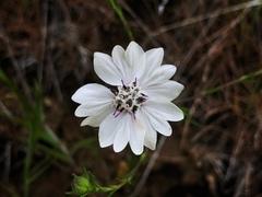 Blepharipappus scaber