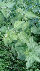 Urtica dioica