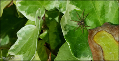Pulchellodromus bistigma