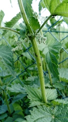 Urtica dioica