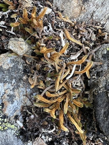 Selaginella sibirica iNat (2)